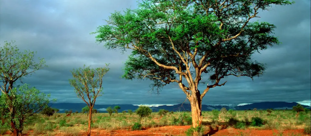 kruger national park; south africa