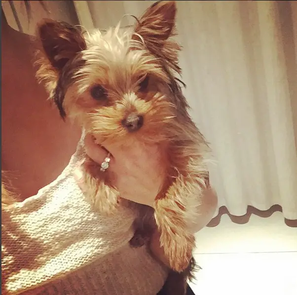 Credit: Perrie Edwards/Instagram