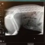This Dog Ate an Engagement Ring! (And Lived to Tell the Tale)