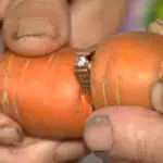 A Lost Engagement Ring Turned Up on a Carrot. Really.